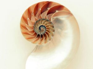 Beeld van de doorsnede van een slakkenhuis en de perfecte geometrie er van.