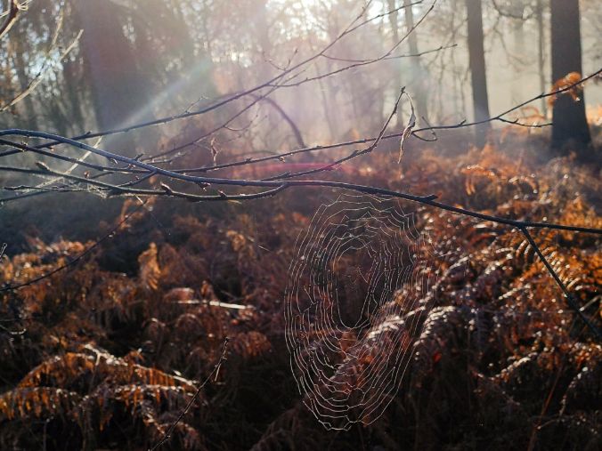 Spinneweb in ochtendzon in mistig herfstbos met bruine varens. Je ruikt zo de heerlijke herfstgeuren en voelt de warmte van de zon op je gezicht.